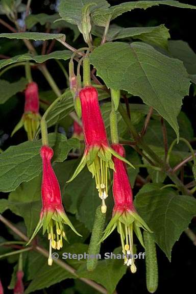 fuchsia fulgens 2 graphic